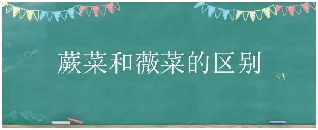 蕨菜和薇菜的区别 | 三农答疑