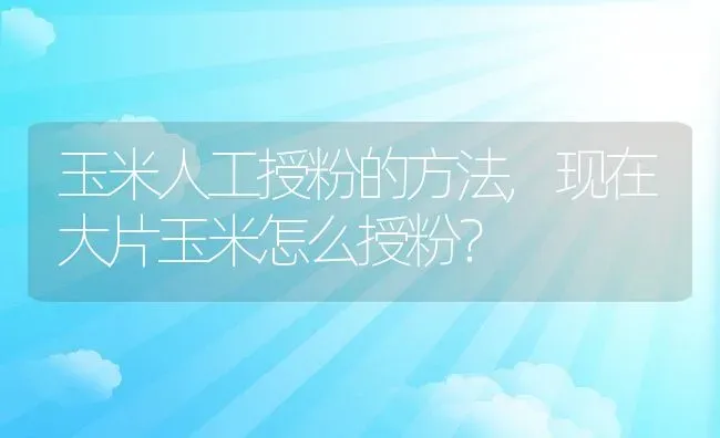 玉米人工授粉的方法,现在大片玉米怎么授粉？ | 养殖常见问题
