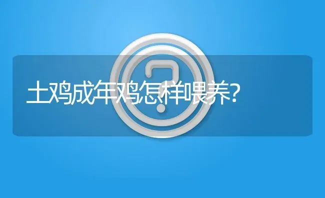 土鸡成年鸡怎样喂养? | 养殖问题解答