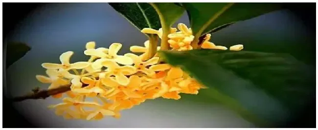 桂花多久浇一次水 | 生活常识