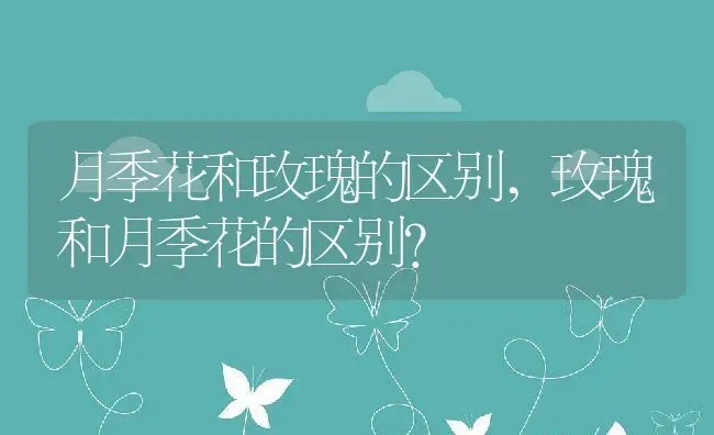 月季花和玫瑰的区别,玫瑰和月季花的区别？ | 养殖常见问题