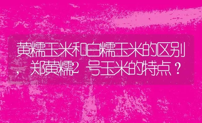 黄糯玉米和白糯玉米的区别,郑黄糯2号玉米的特点？ | 养殖常见问题