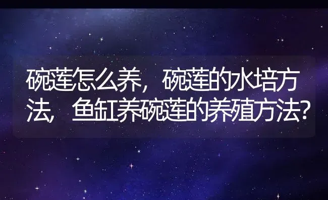 碗莲怎么养，碗莲的水培方法,鱼缸养碗莲的养殖方法？ | 养殖常见问题