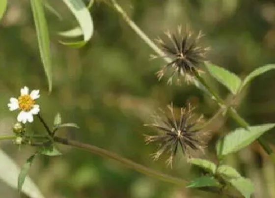 植物常识问题|鬼针草什么时候收割药效好