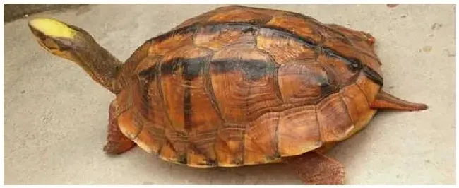 金钱龟和长寿龟的区别 | 农业答疑