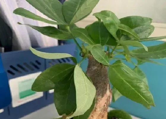 植物常识问题|发财树掉叶子一碰就掉是怎么回事  怎么补救