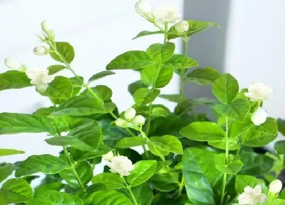 植物常识问题|茉莉花修剪后如何养护新芽很快长满枝头