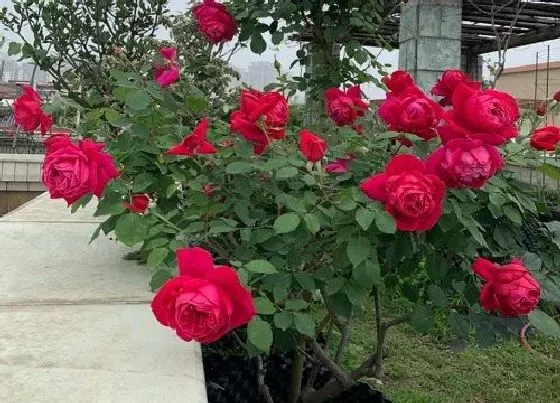 植物常识问题|十大浓香勤花月季排名 又香又勤花的浓香型月季品种