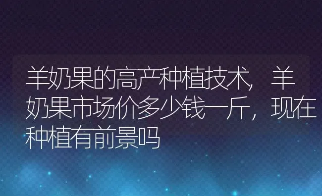羊奶果的高产种植技术,羊奶果市场价多少钱一斤，现在种植有前景吗 | 养殖常见问题