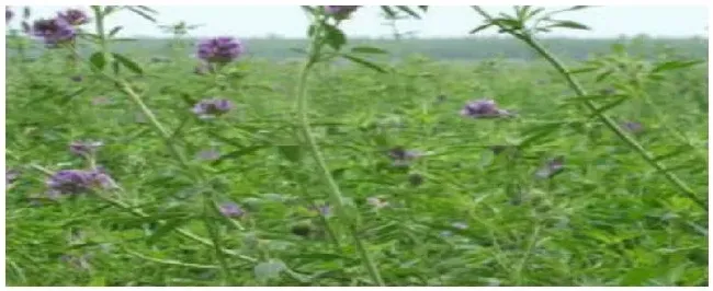 紫花苜蓿种植技术 | 生活常识