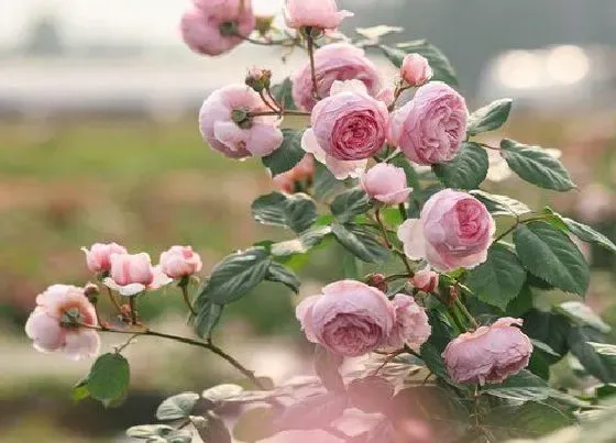 植物常识问题|3月如何养月季植株长势更旺