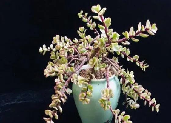 植物常识问题|雅乐之舞学会这些养护技巧让它枝繁叶茂