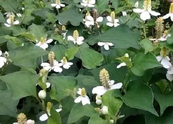 植物常识问题|鱼腥草长什么样子图片