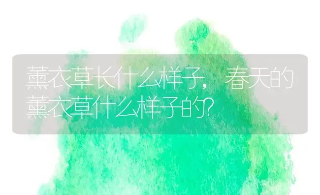 薰衣草长什么样子,春天的薰衣草什么样子的？ | 养殖常见问题