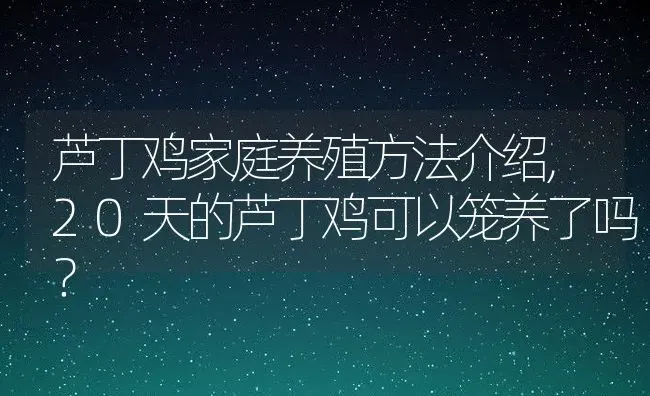 芦丁鸡家庭养殖方法介绍,20天的芦丁鸡可以笼养了吗？ | 养殖常见问题