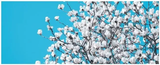 玉兰什么时候嫁接 | 农业答疑