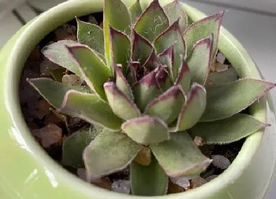 植物常识问题|适合冬季扦插的植物