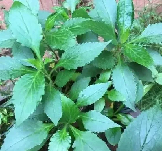 植物常识问题|败酱草和蒲公英的区别