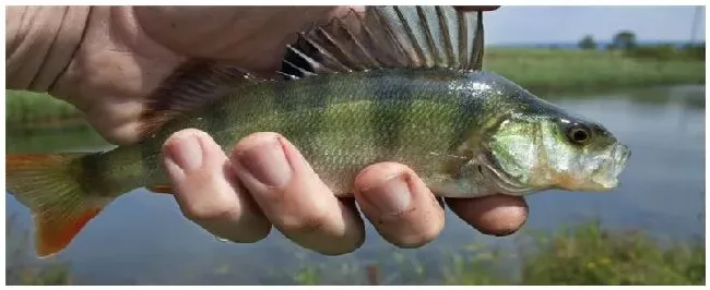 海鱼是咸的吗 | 农业常识