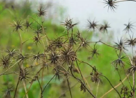 植物常识问题|鬼针草什么时候收割药效好