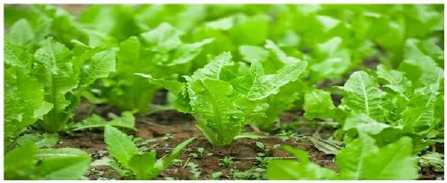 油麦菜种植注意事项 | 科普知识