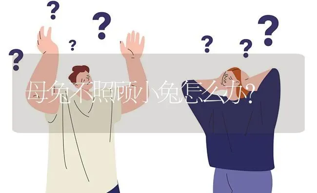 母兔不照顾小兔怎么办? | 养殖问题解答