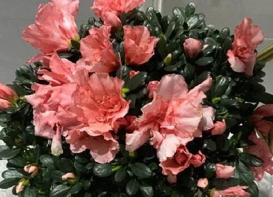 植物常识问题|茶花、杜鹃花养护时不可忽视的三个问题