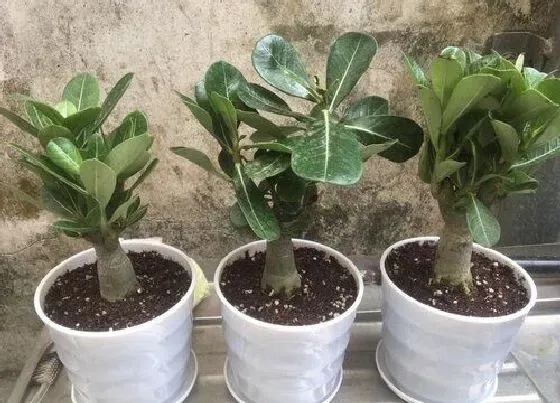 植物常识问题|沙漠玫瑰出现落叶的原因