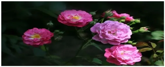 月季花病害怎么治 | 生活常识
