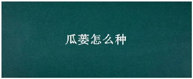 瓜蒌怎么种 | 三农答疑