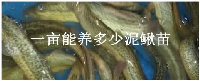 一亩能养多少泥鳅苗 | 农业常识