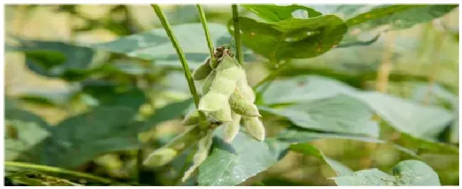 毛豆种植的行株距是多少 | 三农问答