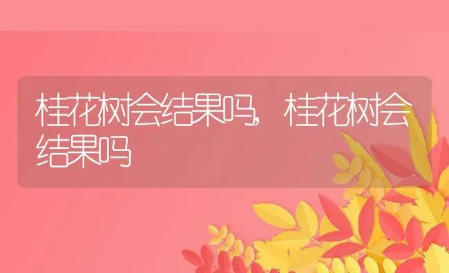 桂花树会结果吗,桂花树会结果吗 | 养殖常见问题