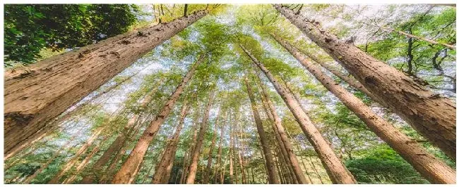 树漆树的特点和特征 | 农业答疑