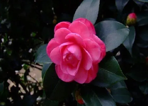 植物常识问题|夏天茶花养护需要注意哪些问题