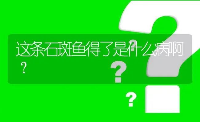 这条石斑鱼得了是什么病啊? | 养殖问题解答