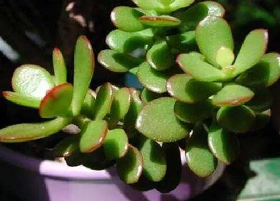 植物常识问题|燕子掌和玉树的区别