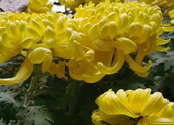 植物常识问题|十大耐寒植物排名 冬季里最耐寒的10种花卉植物