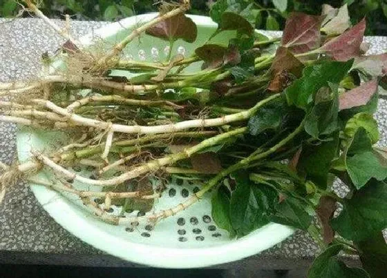 植物常识问题|鱼腥草长什么样子图片