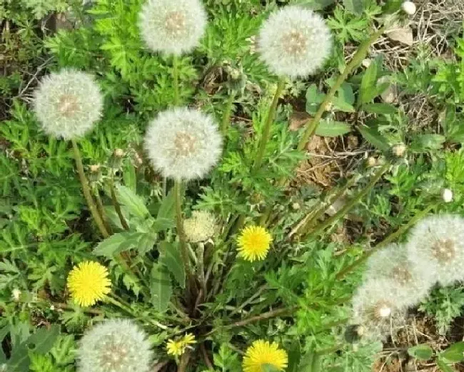 植物常识问题|败酱草和蒲公英的区别