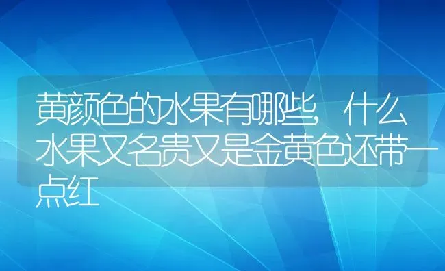 黄颜色的水果有哪些,什么水果又名贵又是金黄色还带一点红 | 养殖常见问题