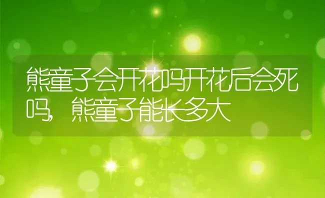熊童子会开花吗开花后会死吗,熊童子能长多大 | 养殖常见问题