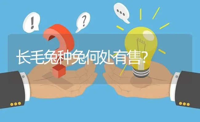 长毛兔种兔何处有售? | 养殖问题解答