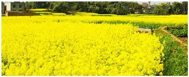 油菜怎样收割方便 | 农业常识