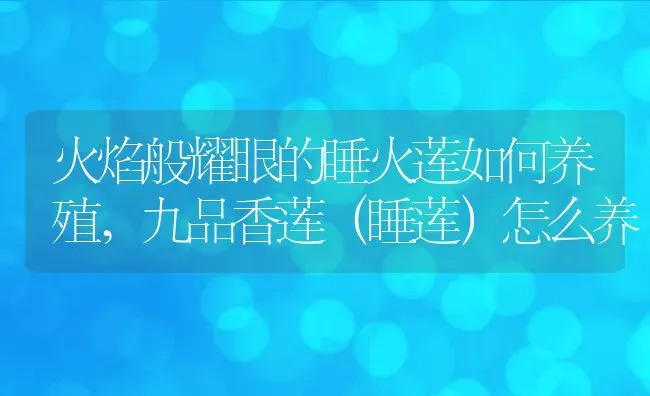 火焰般耀眼的睡火莲如何养殖,九品香莲（睡莲）怎么养 | 养殖常见问题