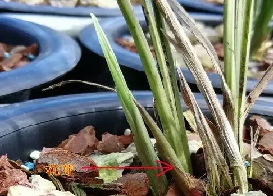 植物常识问题|购买的兰花苗养一段时间就枯萎是什么原因