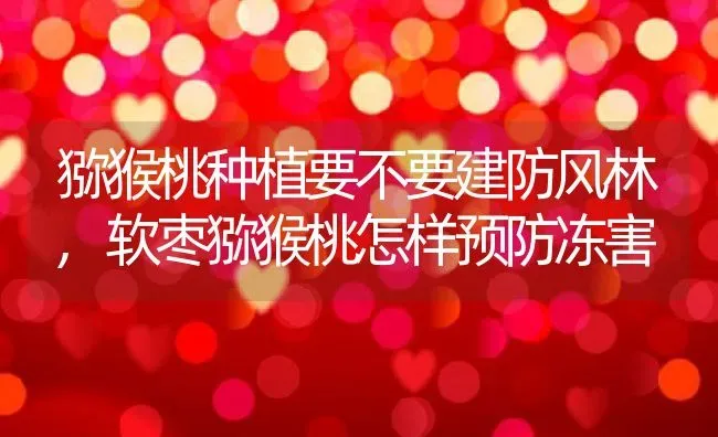猕猴桃种植要不要建防风林,软枣猕猴桃怎样预防冻害 | 养殖常见问题