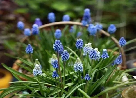 植物常识问题|十大耐寒植物排名 冬季里最耐寒的10种花卉植物