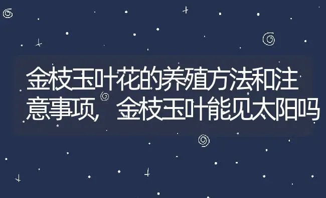 金枝玉叶花的养殖方法和注意事项,金枝玉叶能见太阳吗 | 养殖常见问题