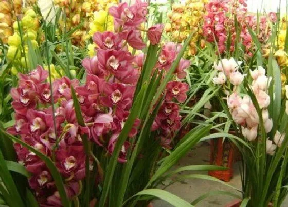 植物常识问题|兰花新苗长出来后老苗需要剪掉吗